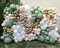 Sage Green Balloon Garland Arch Kit - 124Pcs Oh Baby Shower Eucalyptus Garland, Retro Olive Green,Peach White and Gold Latex Balloons Arch Kit for Baby Shower,Jungle Birthday,Bridal Shower Decorations